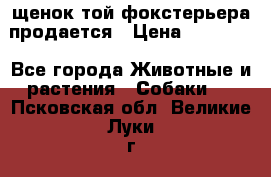 щенок той-фокстерьера продается › Цена ­ 25 000 - Все города Животные и растения » Собаки   . Псковская обл.,Великие Луки г.